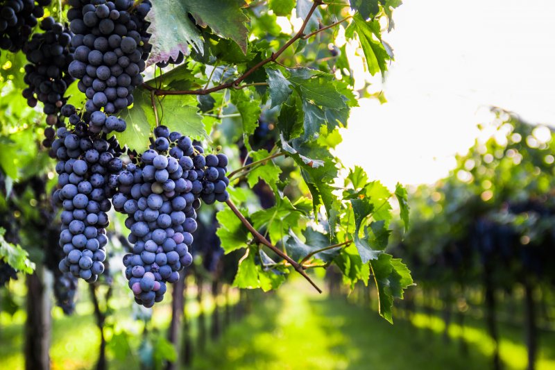 Grapes in a vineyard