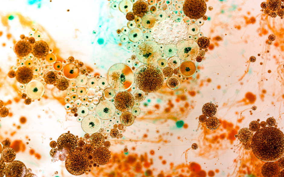 Bacteria under microscope